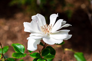 Bloom Even Where You Can't