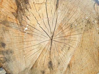 macro cut wood texture, beech background