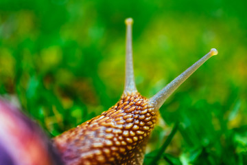 One snail on the natural background, macro view.  Big beautiful helix with spiral shell.
