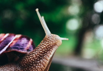 One snail on the natural background, macro view.  Big beautiful helix with spiral shell.