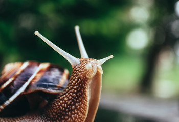 One snail on the natural background, macro view.  Big beautiful helix with spiral shell.