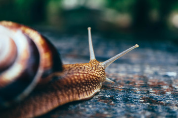 One snail on the natural background, macro view.  Big beautiful helix with spiral shell.