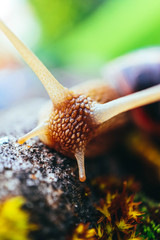 One snail on the natural background, macro view.  Big beautiful helix with spiral shell.