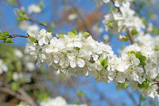 Pflaumenblüte, Kultur-Pflaume, Prunus domestica