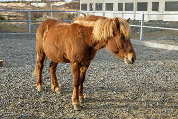 An Icelandic Horse in its pen