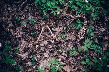 Skeleton of a small animal, fox, on the ground in the forest among the grass