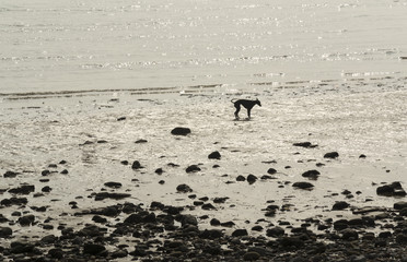 Dog on the beach at Tynemouth north east england