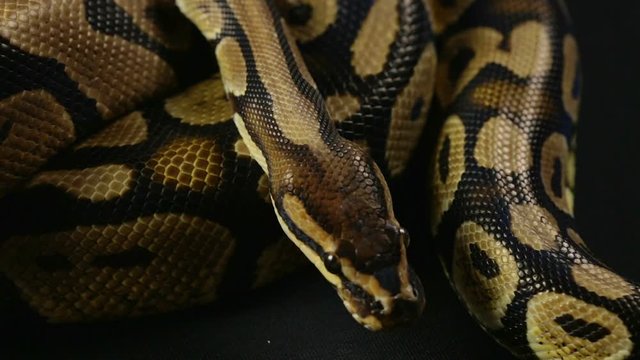 Royal python, snakeskin pattern