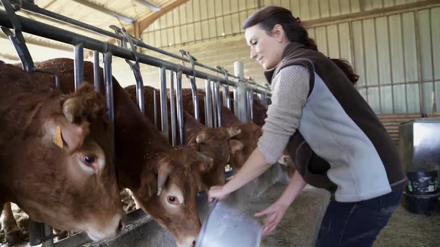 Stock breeder feeding cows in barn