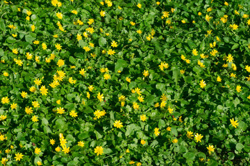 yellow buttercups flowers on meadow in park
