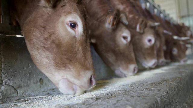 Cattle in cowshed eating grain