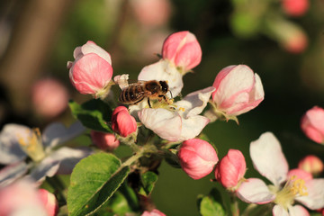 One bee on apple tree