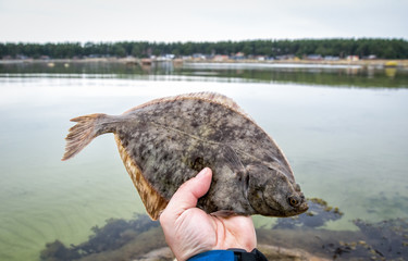 Flounder trophy fish