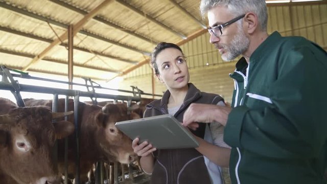 Farmer with veterinary in cow shed connected with digital tablet