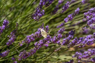 Schmetterling an blühendem Lavendel