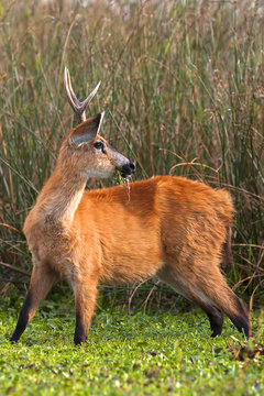 Ciervo de los Pantanos (Blastocerus dichotomus)