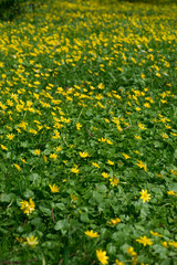 yellow buttercups flowers on meadow in park