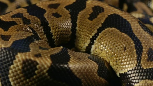 Snakeskin pattern of royal python