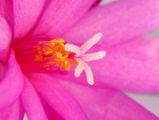 Fototapeta na wymiar Closeup on pink Rhipsalidopsis cactus flower