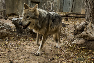 Mexican Grey Wolf 3