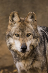 Mexican Grey Wolf 2
