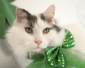St Patricks Cat
