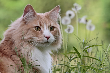 Norwegian forest cat male in a meadow portrait