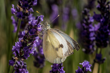 Schmetterling an blühendem Lavendel
