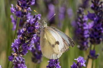 Schmetterling an blühendem Lavendel