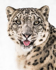 Snow Leopard Closeup II
