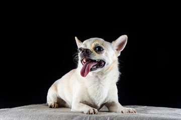 small happy dog on a black background