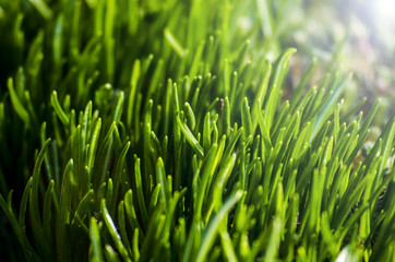 Fototapeta na wymiar Closeup nature view of young green plants under the morning sun