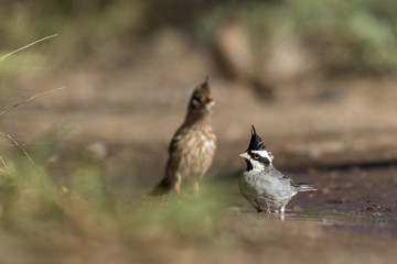 Black-crested Finch (Lophospingus pusillus) taking a bath on a pond in the chaco region of South America