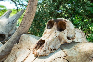 Babbon skull. Lake Manyara National Reserve. Tanzania.
