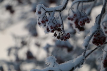 Snow berry