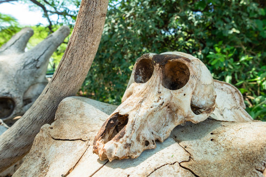 Babbon skull. Lake Manyara National Reserve. Tanzania.