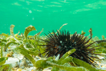 Underwater photography. Sea urchins. Zanzibar, Tanzania.