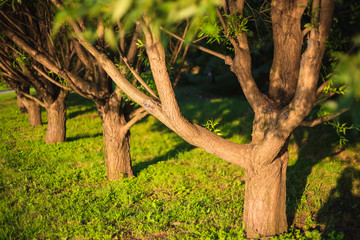 Beautiful sunlight, sunset, tree alley.