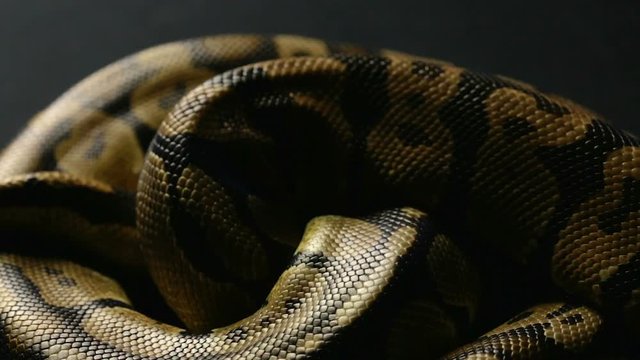 Snakeskin pattern in shadow