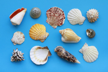 Many different seashells on blue background