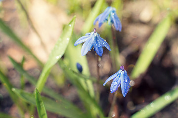 Scilla blue delicate spring flowers after the rain with drops close- up macro
