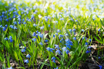 Scilla blue delicate spring flowers after the rain with drops close- up macro