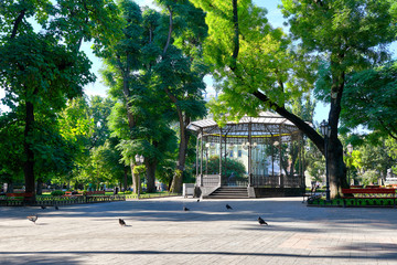 city park in summer, bright sunlit, green trees and shadows - obrazy, fototapety, plakaty
