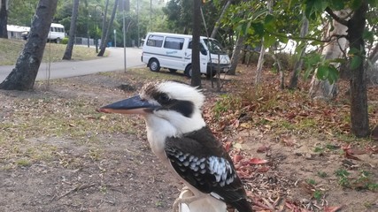 laughing kookaburra at ellis beach, cairns, australia