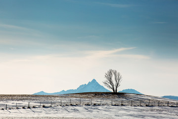 Beautiful single tree in a Lofoten landscape with mountains in background. Norway.