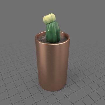 Cactus in tall, round planter