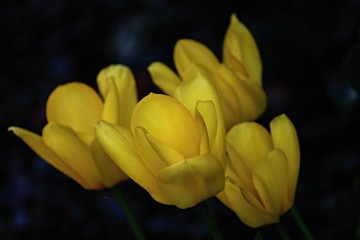 gelbe Tulpen in Nahaufnahme