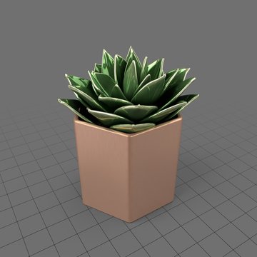 Potted succulent plant