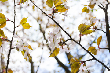 Цветущая вишня, сакура - бледно-розовые цветы на ветке