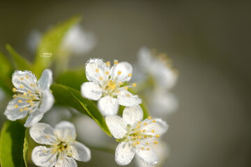 beautiful cherry blossom in spring garden in morning dew